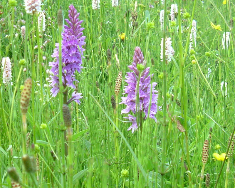 Dactylorhiza maculata